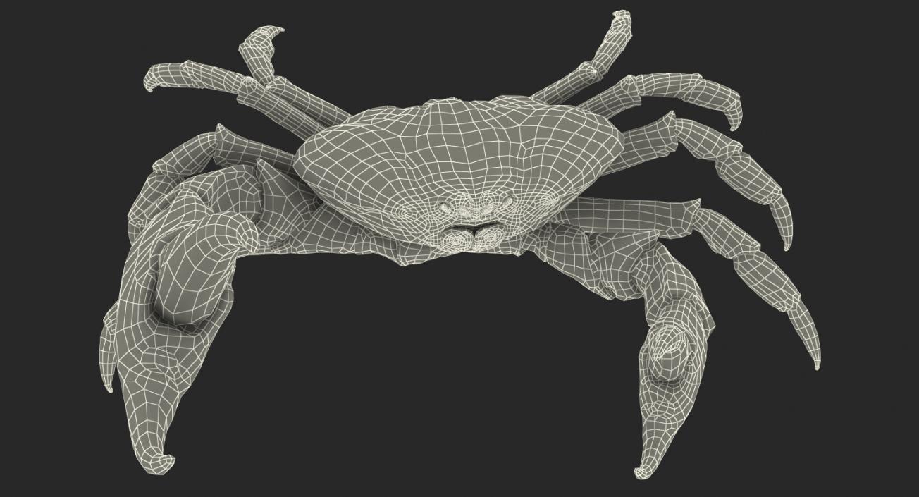 Tasmanian Giant Crab Fighting Pose 3D model