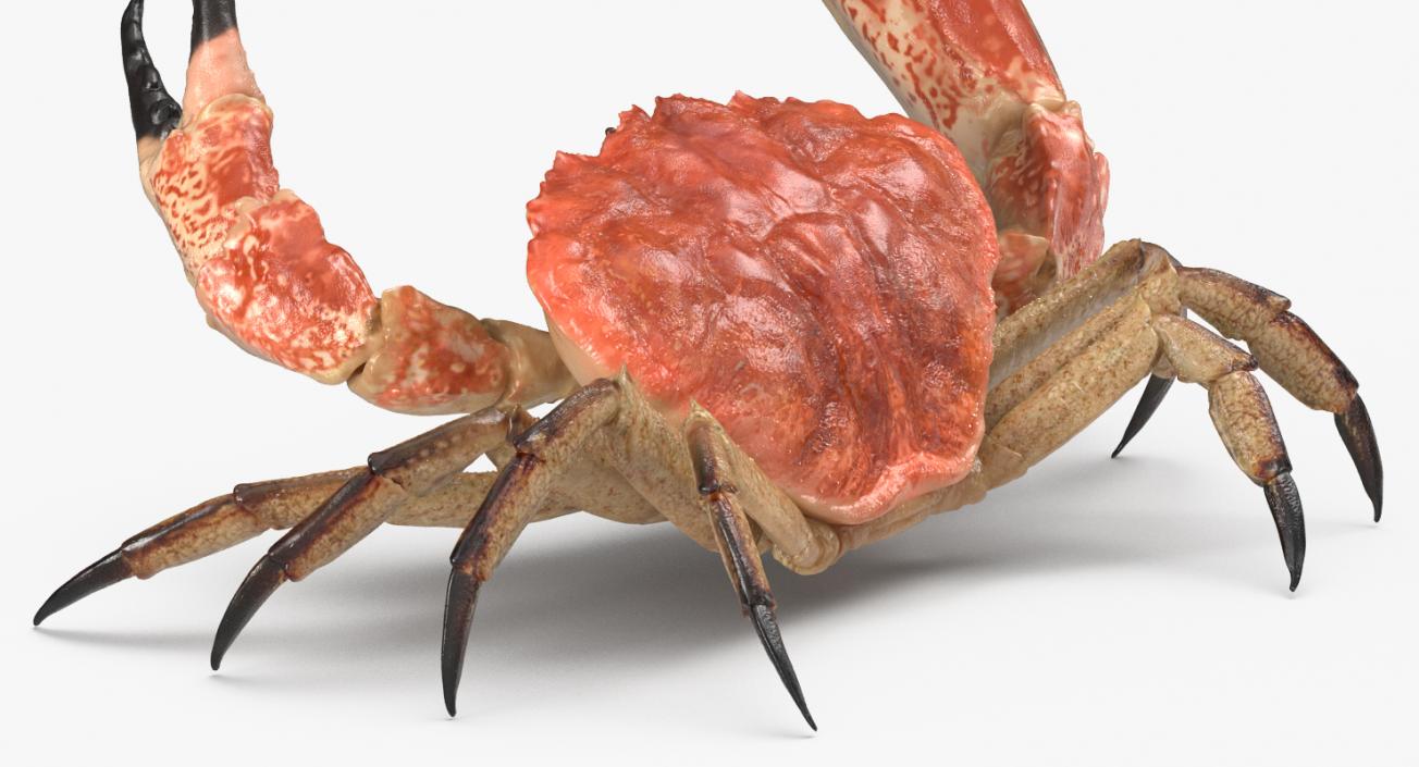 Tasmanian Giant Crab Fighting Pose 3D model