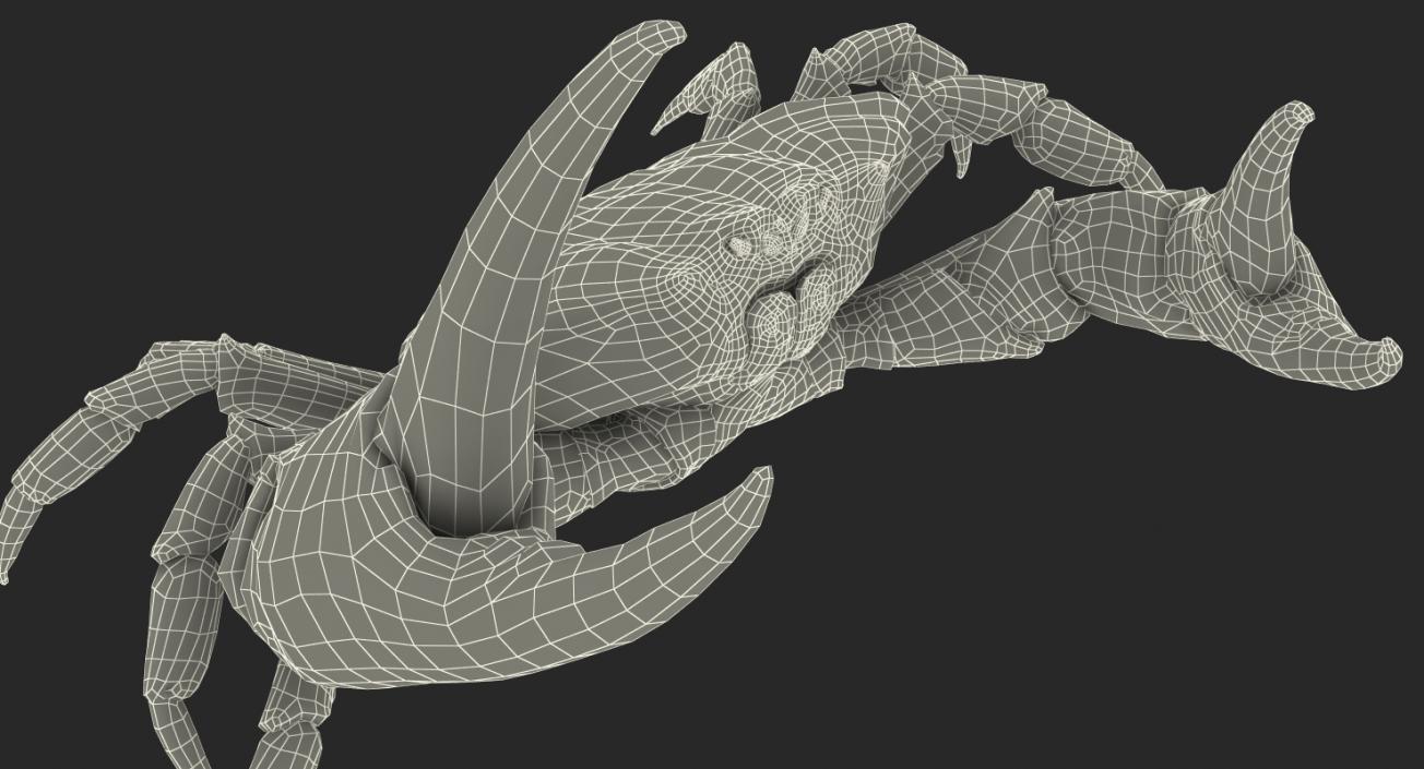 Tasmanian Giant Crab Fighting Pose 3D model