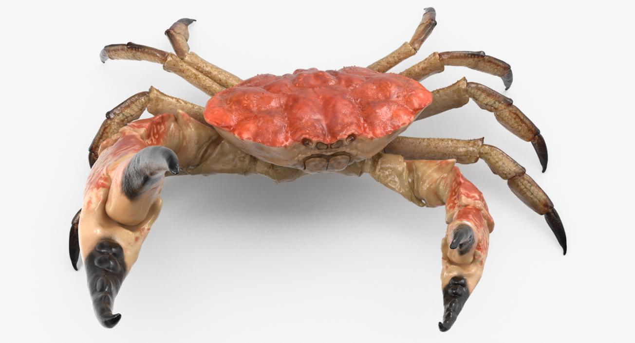 Tasmanian Giant Crab Fighting Pose 3D model