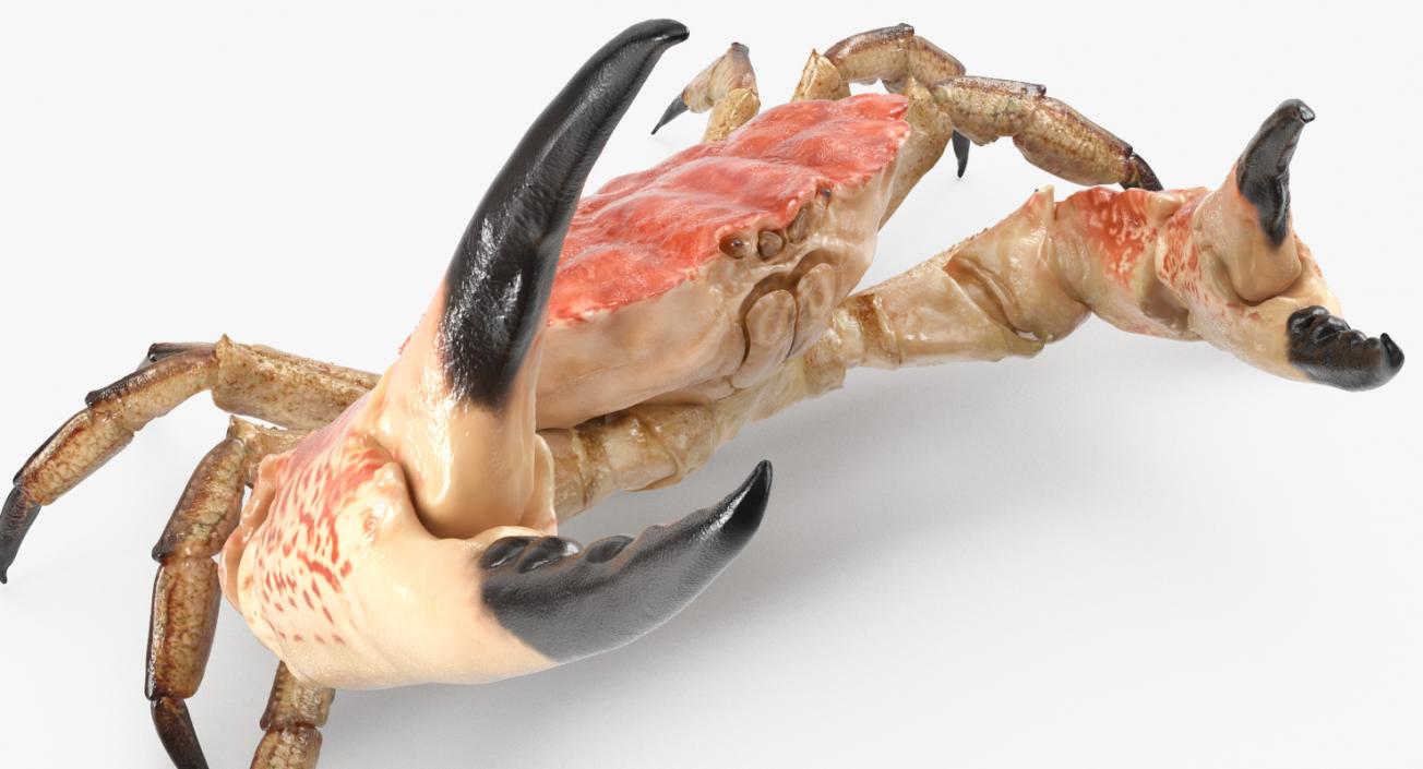 Tasmanian Giant Crab Fighting Pose 3D model