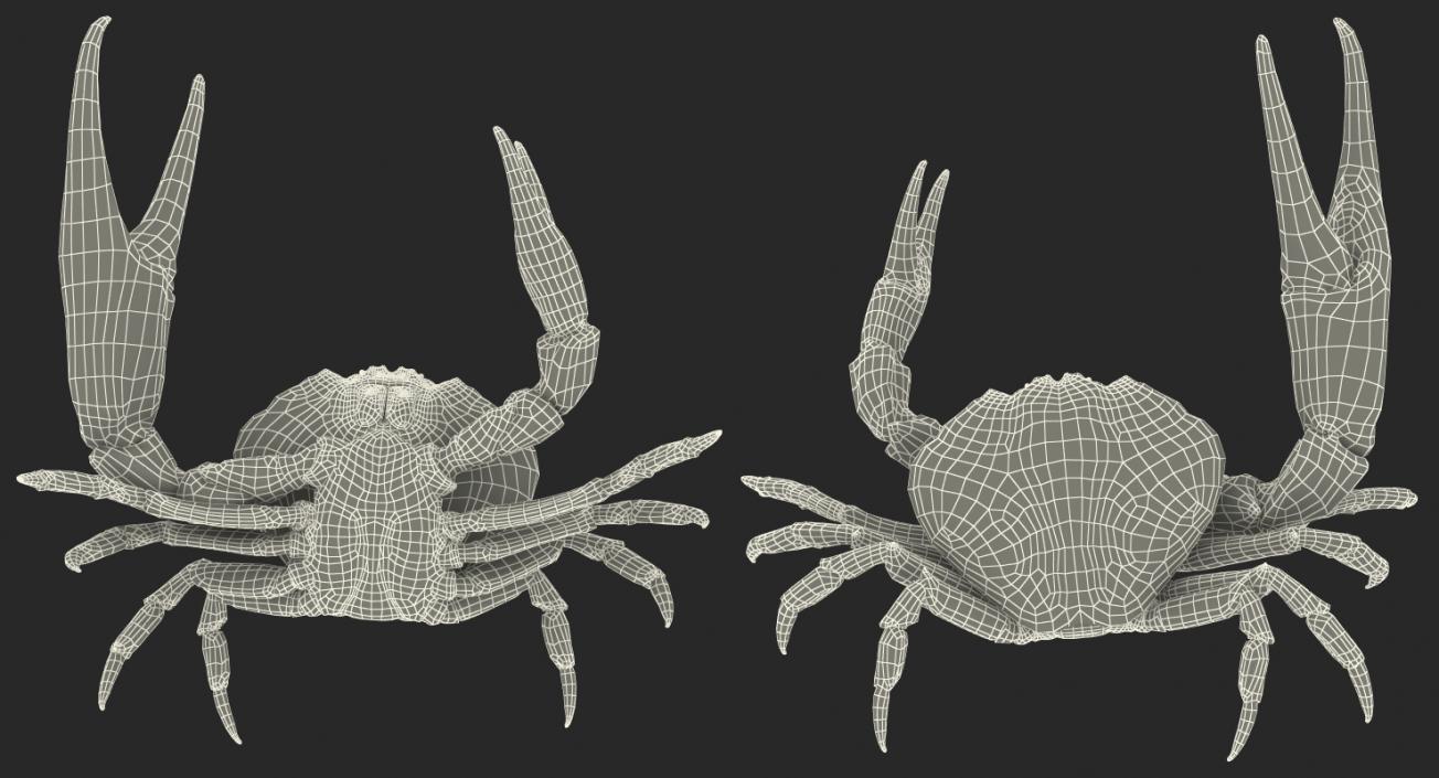 Tasmanian Giant Crab Fighting Pose 3D model