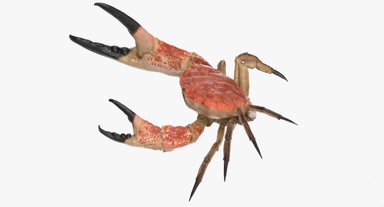 Tasmanian Giant Crab Fighting Pose 3D model