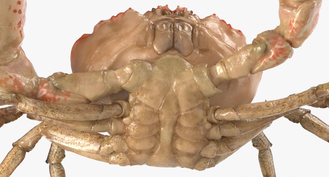 Tasmanian Giant Crab Fighting Pose 3D model