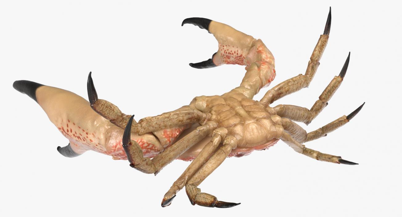 Tasmanian Giant Crab Fighting Pose 3D model