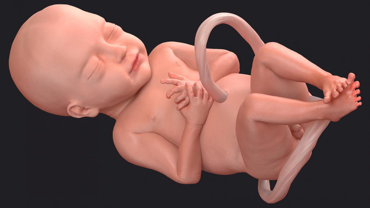 3D model Rigged Embryos Full Collection