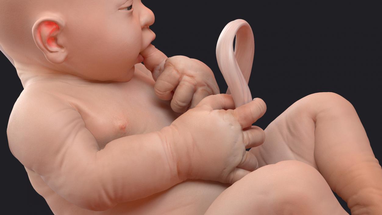 3D model Rigged Embryos Full Collection