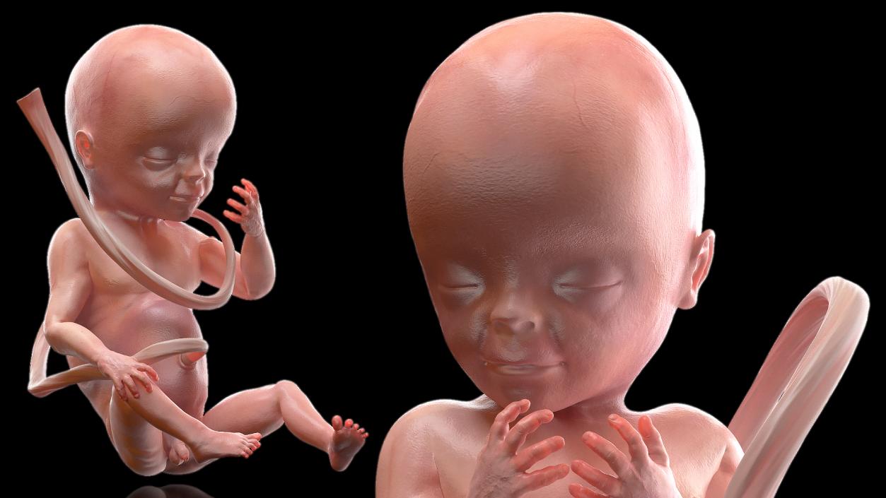 3D model Rigged Embryos Full Collection