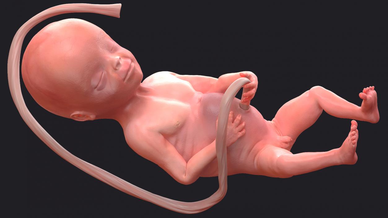 3D model Rigged Embryos Full Collection