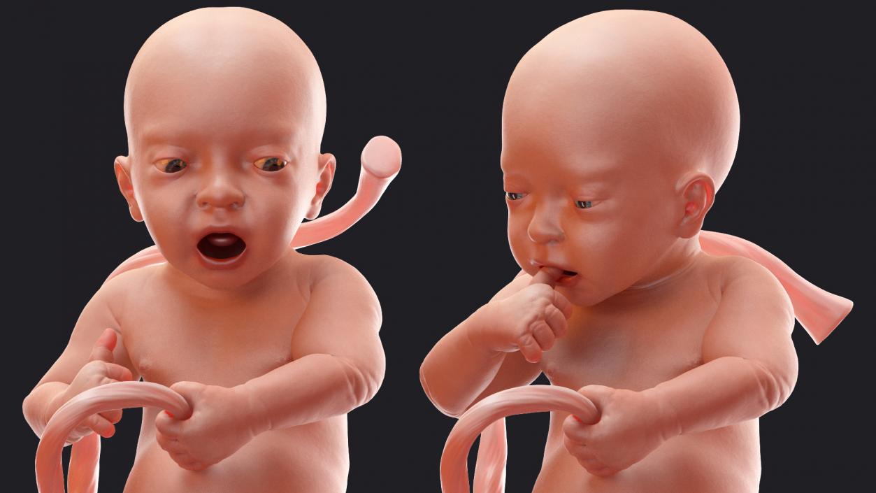 3D model Rigged Embryos Full Collection