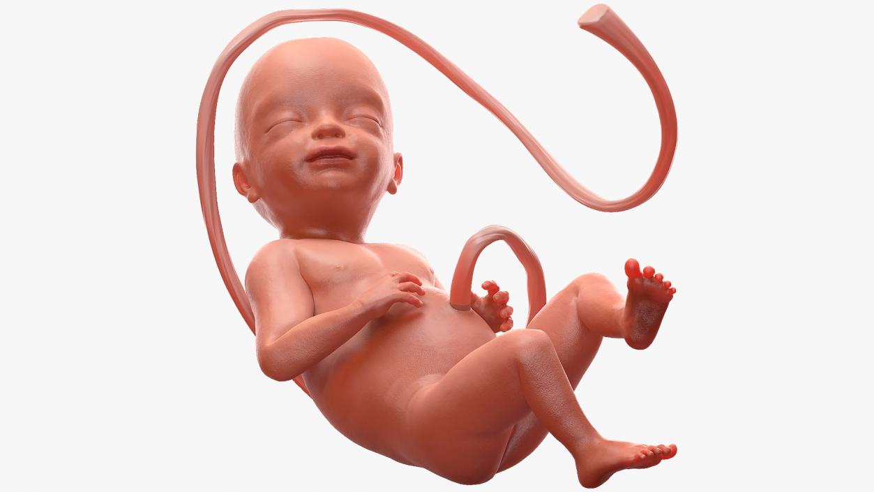 3D model Rigged Embryos Full Collection