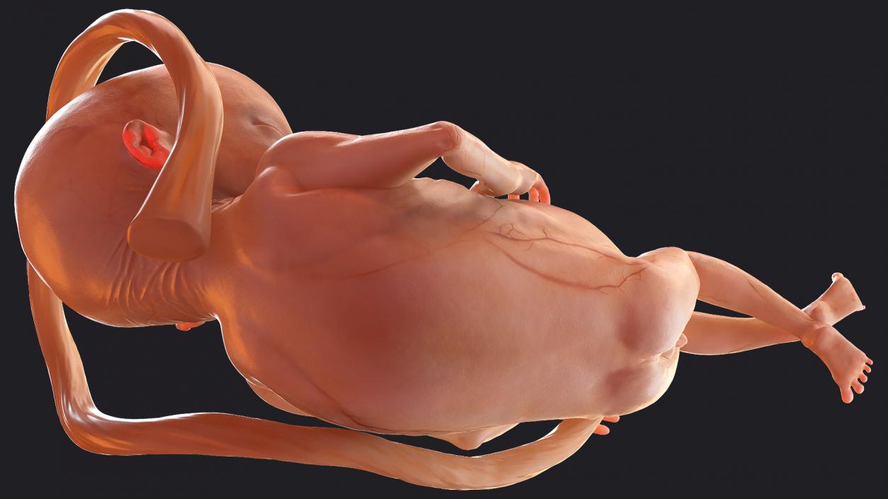 3D model Rigged Embryos Full Collection