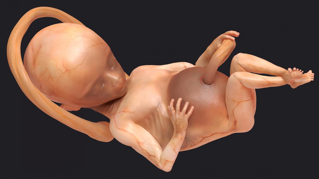 3D model Rigged Embryos Full Collection