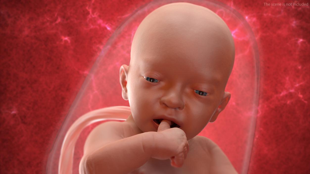 3D model Rigged Embryos Full Collection