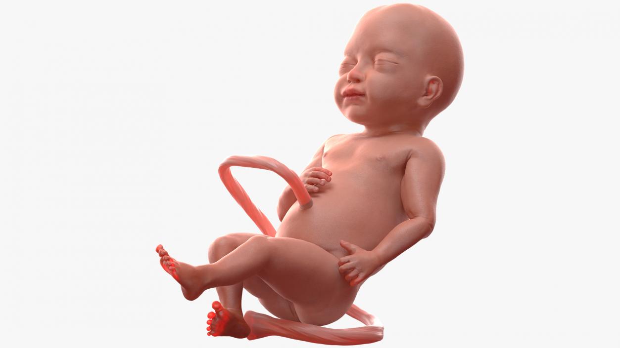 3D model Rigged Embryos Full Collection