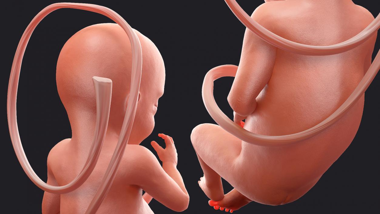 3D model Rigged Embryos Full Collection