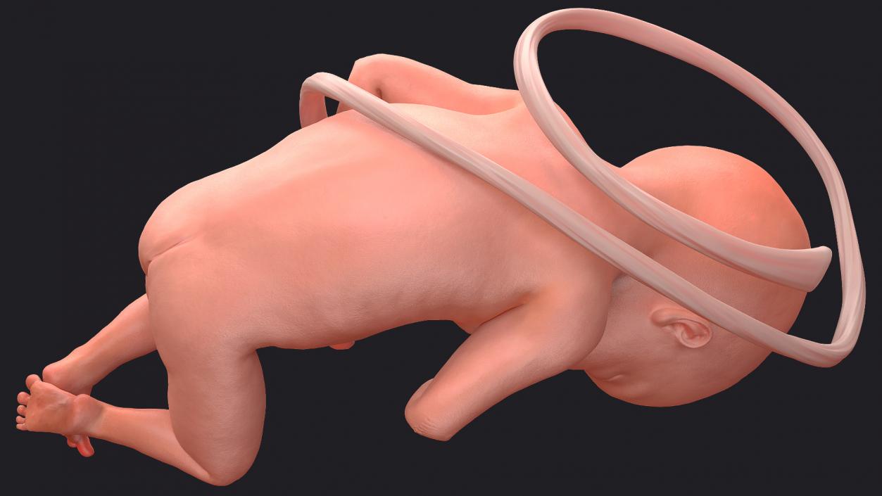 3D model Rigged Embryos Full Collection