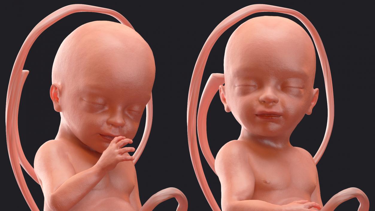 3D model Rigged Embryos Full Collection