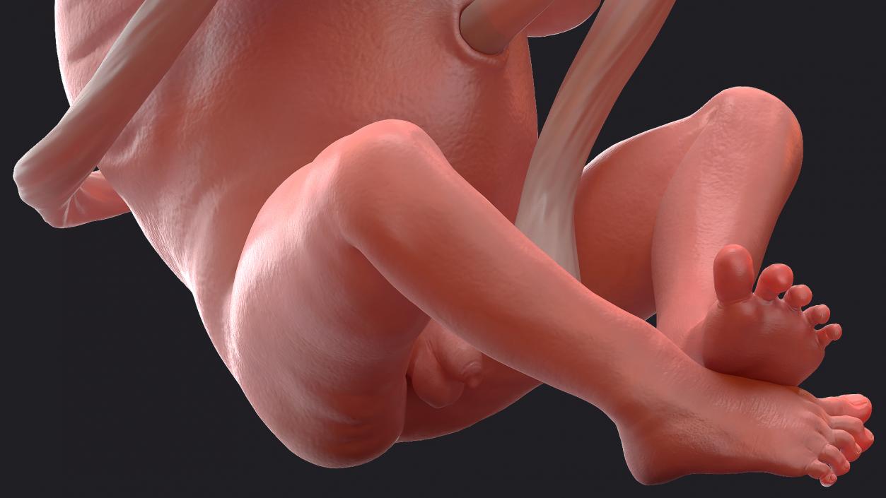 3D model Rigged Embryos Full Collection