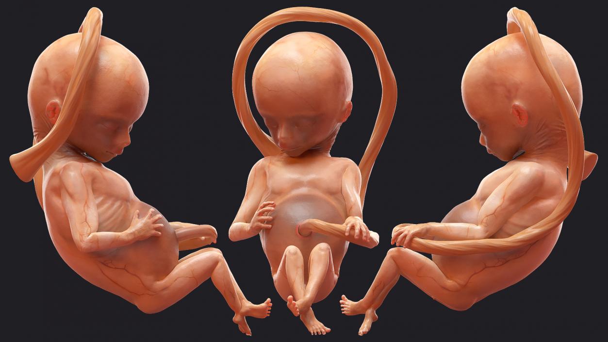 3D model Rigged Embryos Full Collection