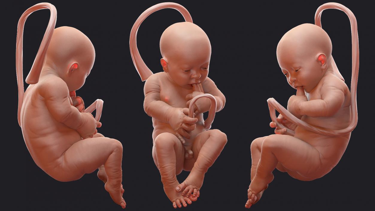 3D model Rigged Embryos Full Collection