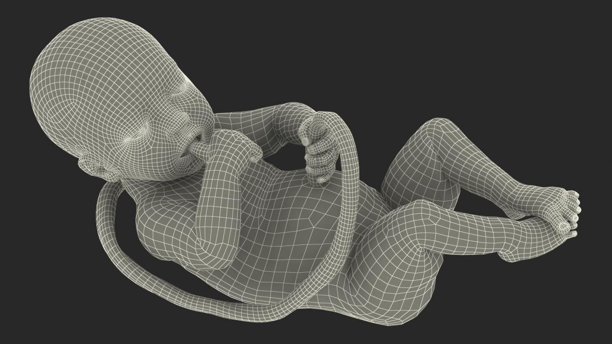 3D model Rigged Embryos Full Collection