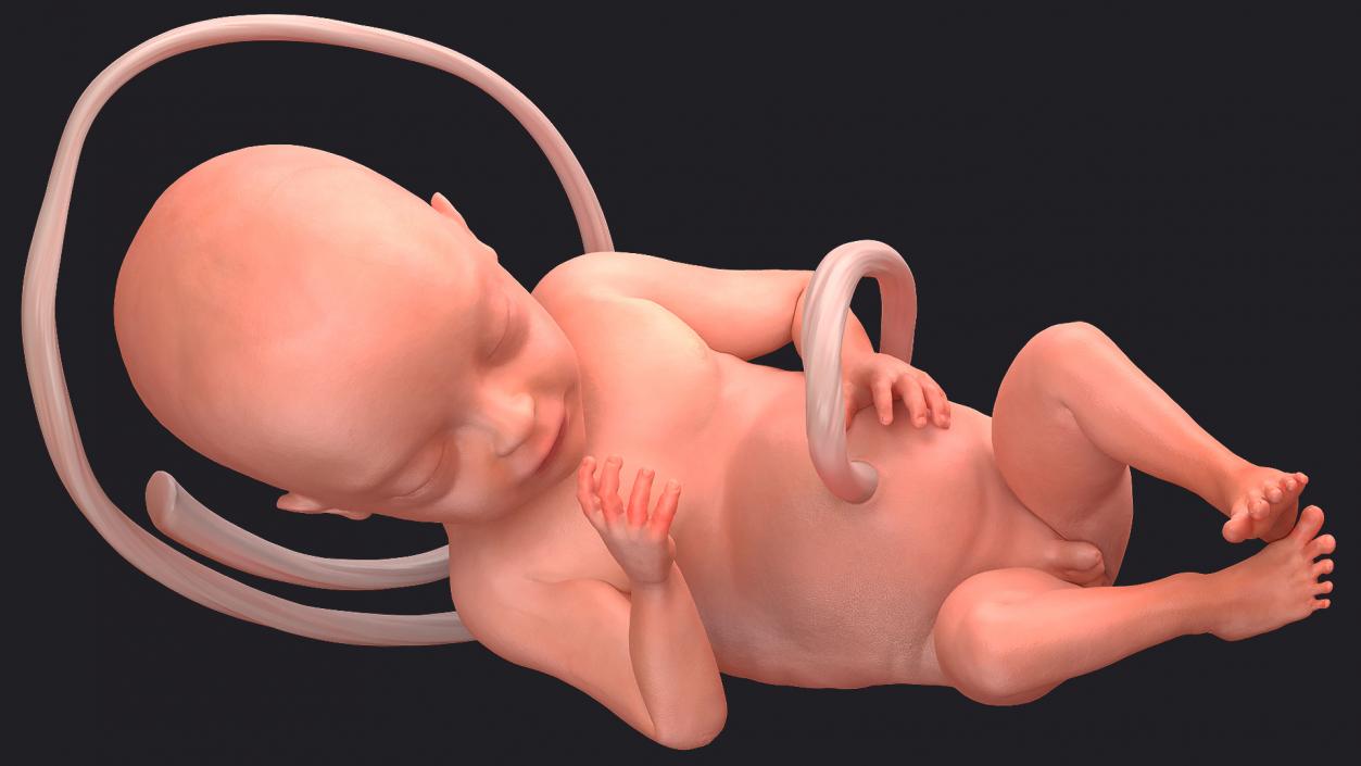 3D model Rigged Embryos Full Collection