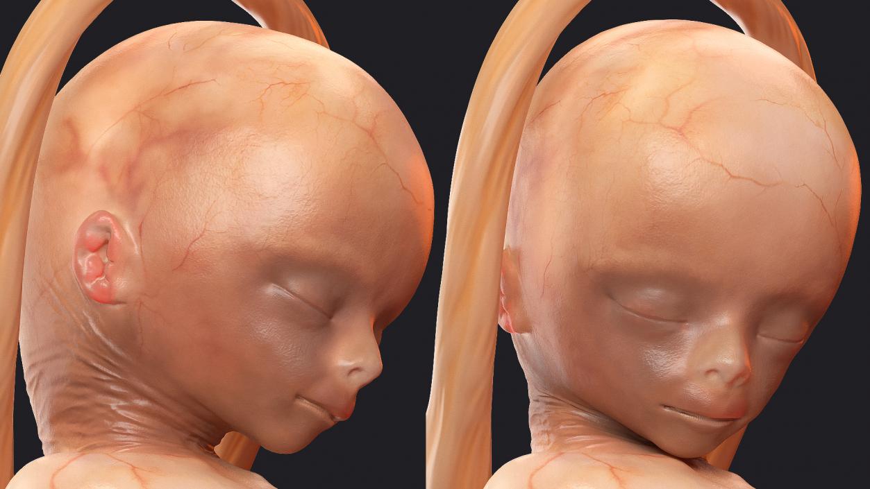 3D model Rigged Embryos Full Collection