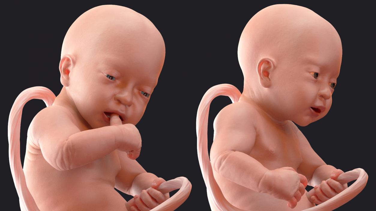 3D model Rigged Embryos Full Collection