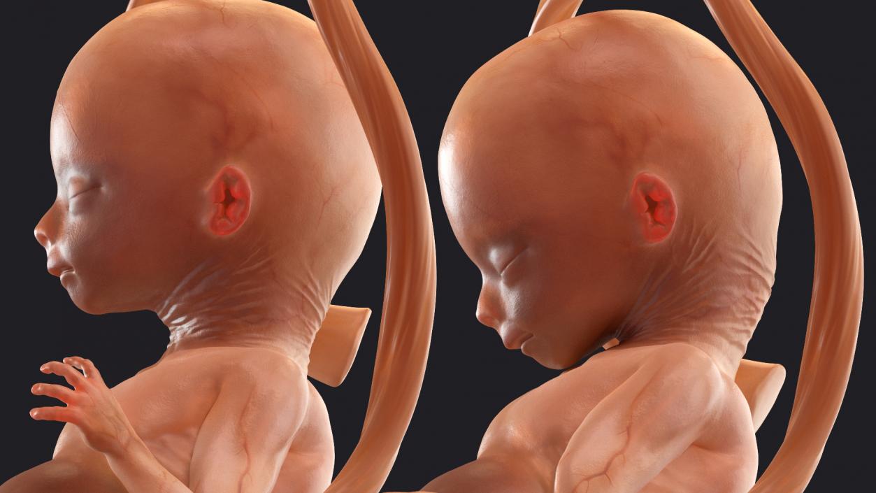 3D model Rigged Embryos Full Collection