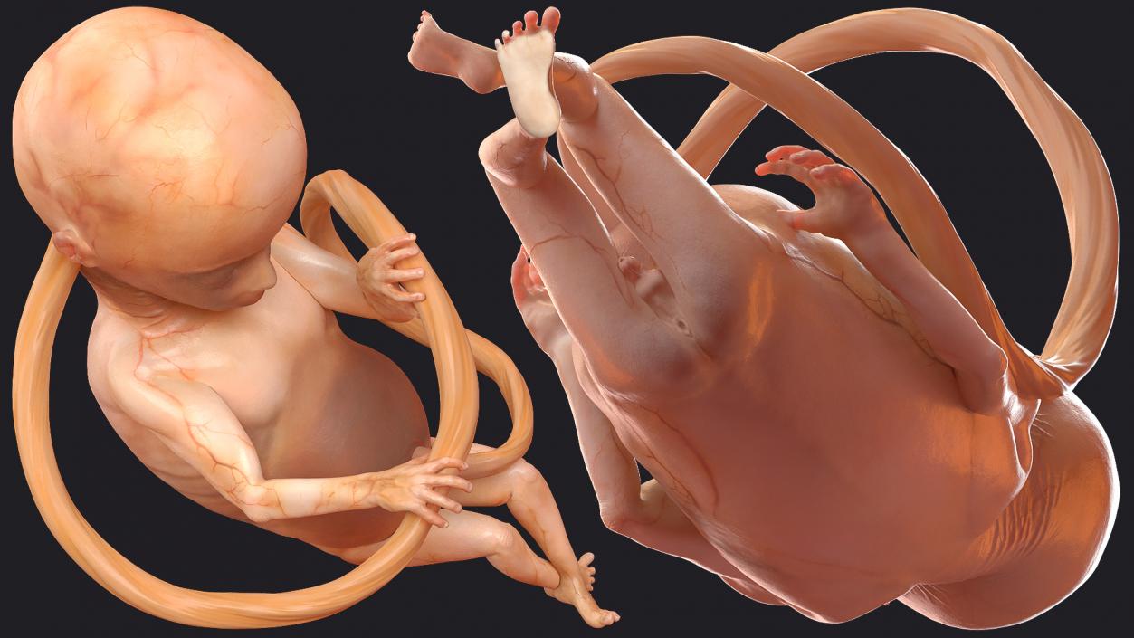 3D model Rigged Embryos Full Collection