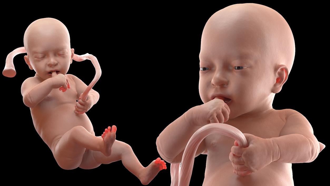 3D model Rigged Embryos Full Collection