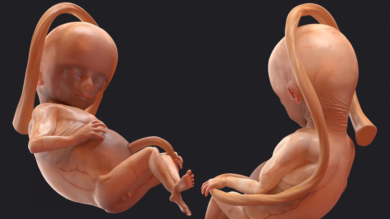 3D model Rigged Embryos Full Collection