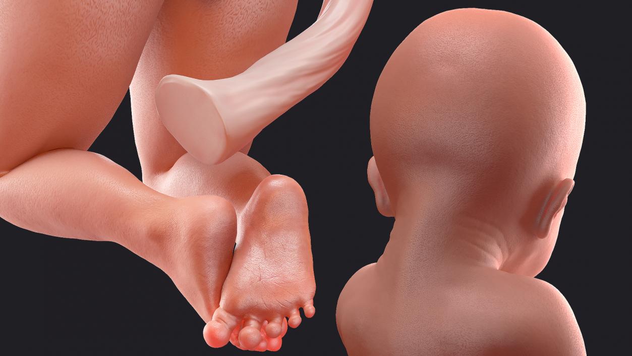 3D model Rigged Embryos Full Collection