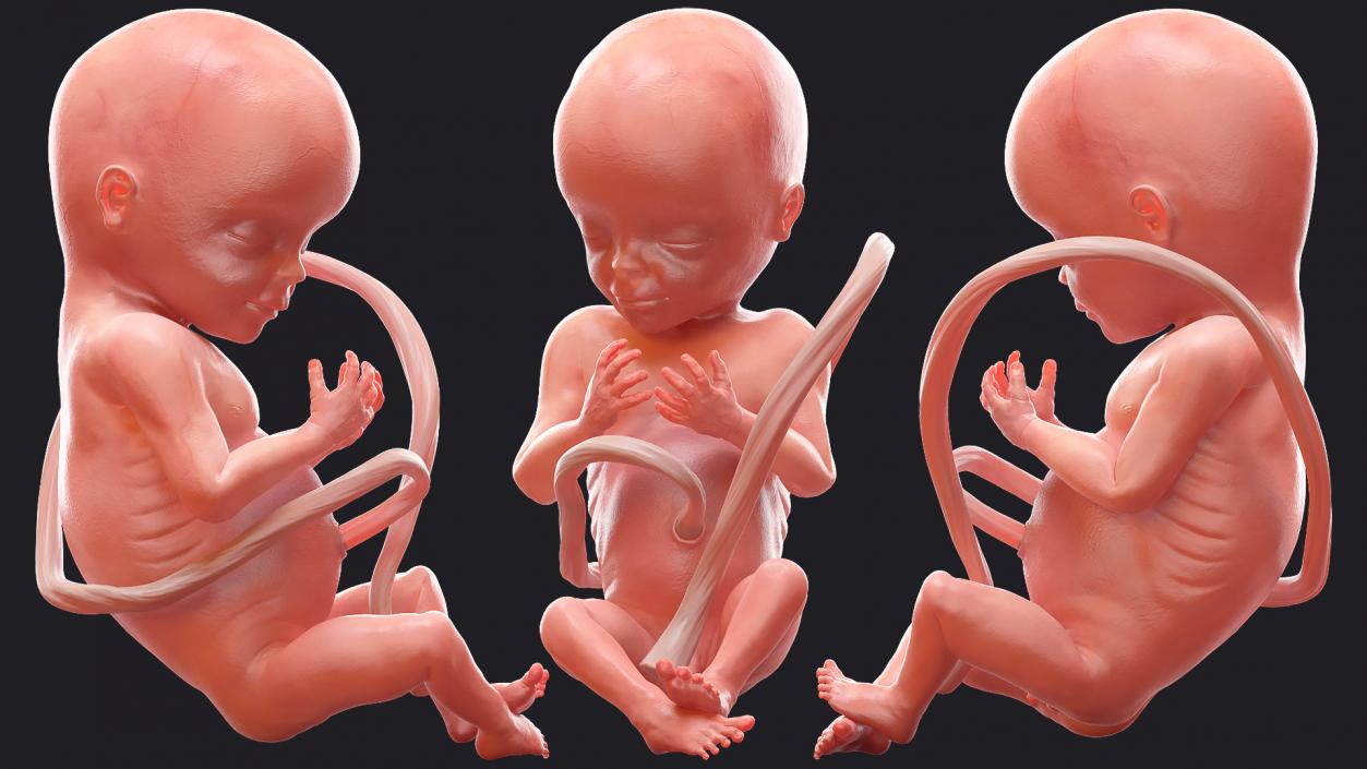 3D model Rigged Embryos Full Collection