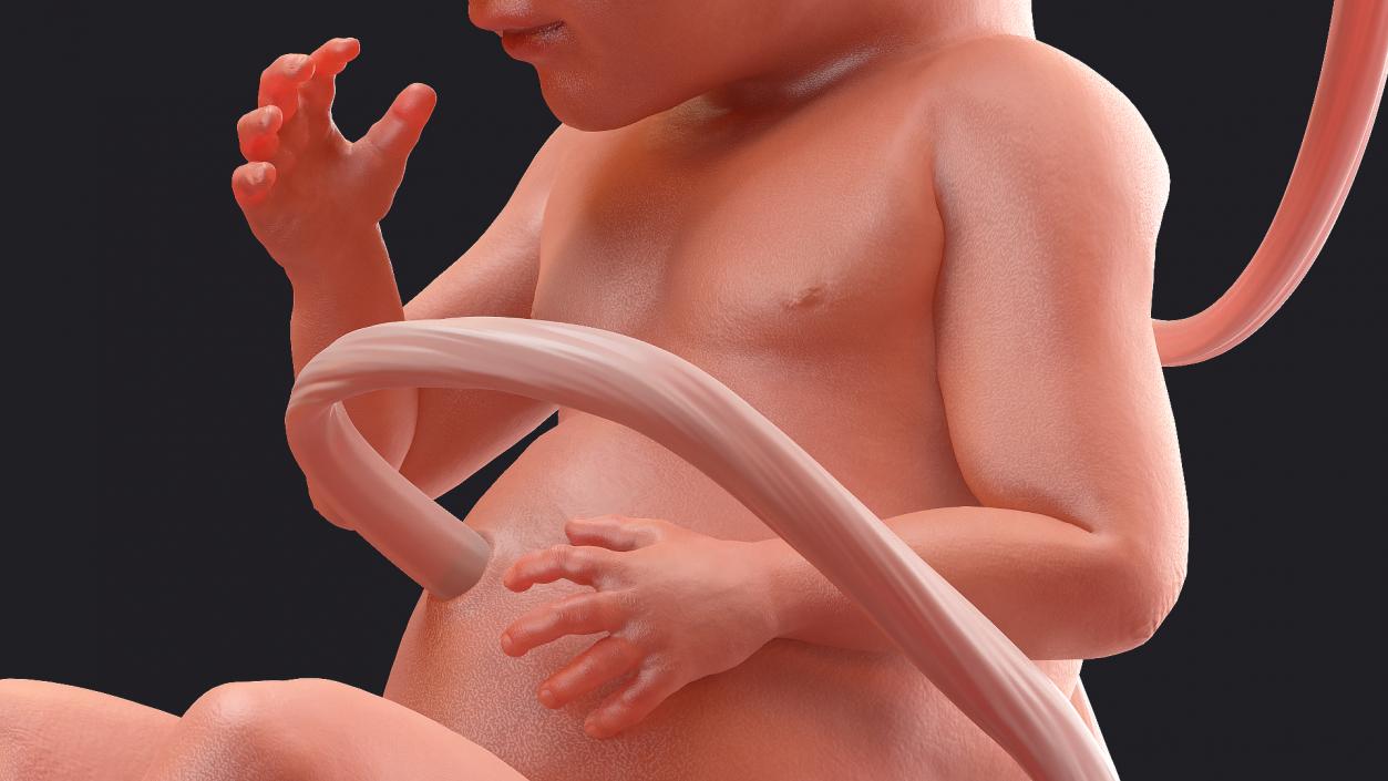 3D model Rigged Embryos Full Collection