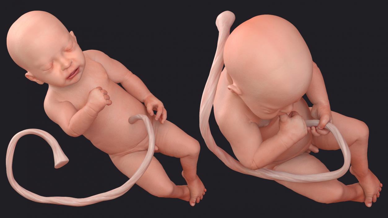 3D model Rigged Embryos Full Collection