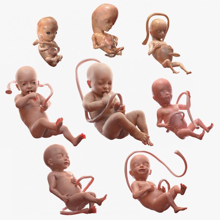 3D model Rigged Embryos Full Collection