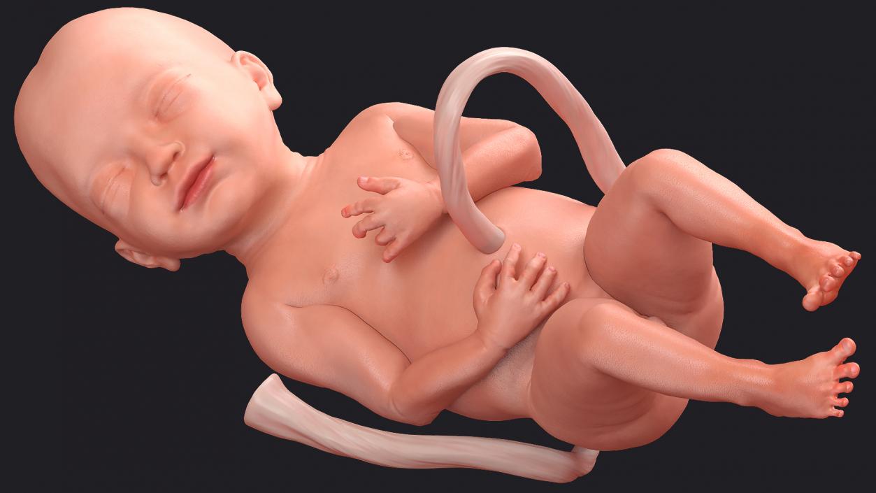 3D model Rigged Embryos Full Collection