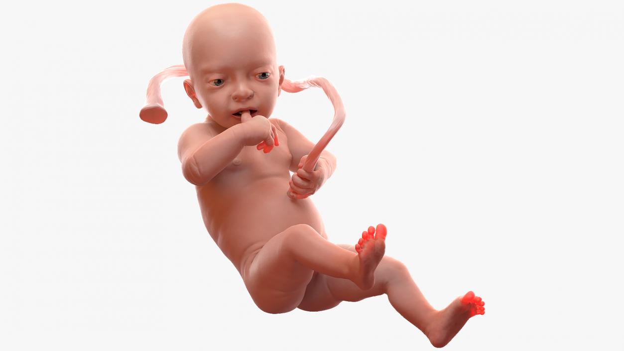 3D model Rigged Embryos Full Collection