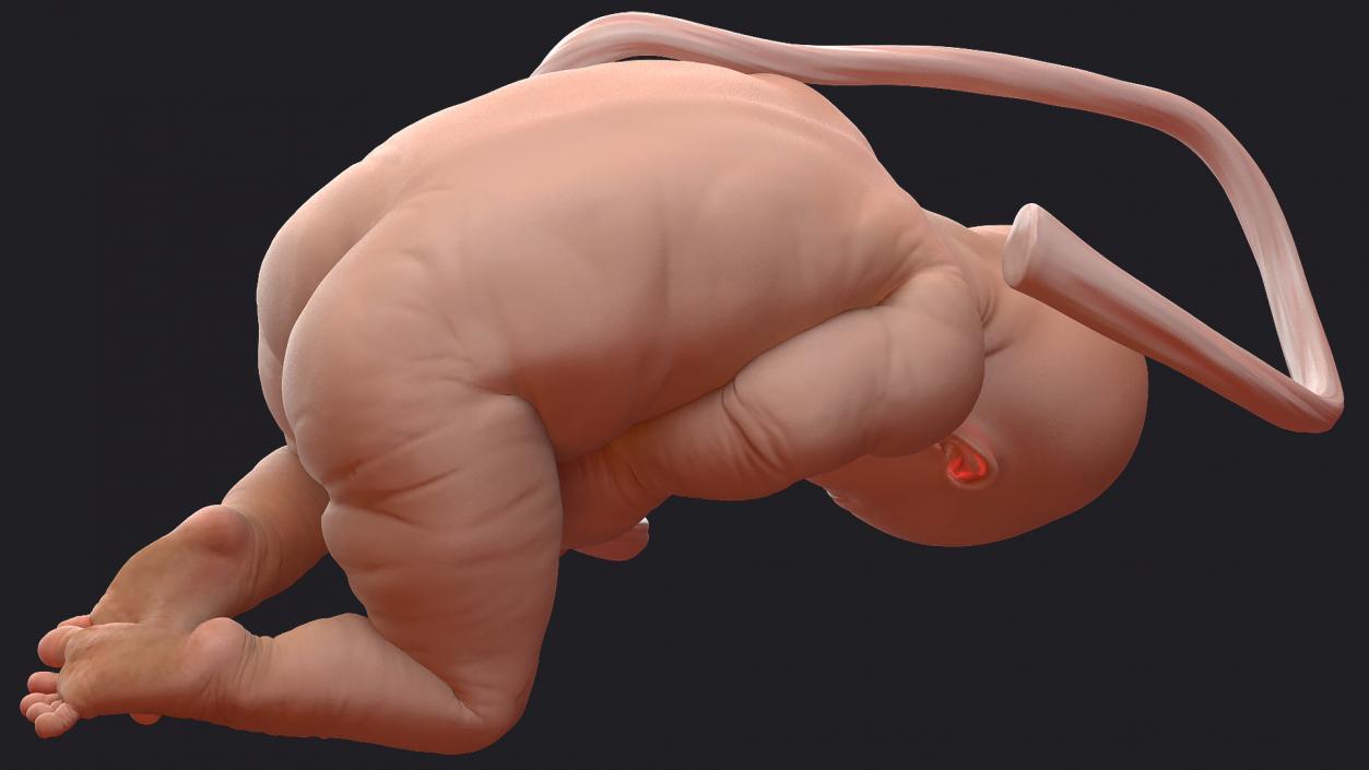 3D model Rigged Embryos Full Collection