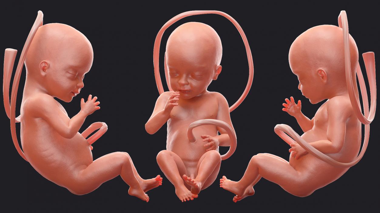 3D model Rigged Embryos Full Collection