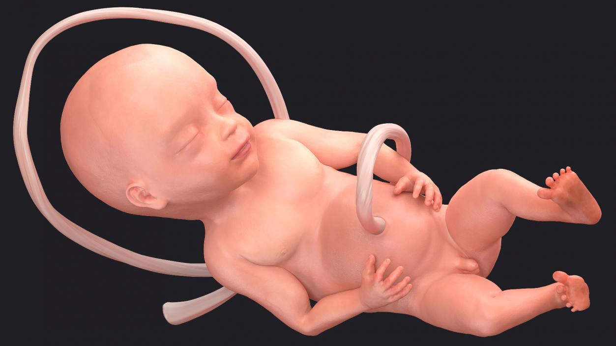 3D model Rigged Embryos Full Collection