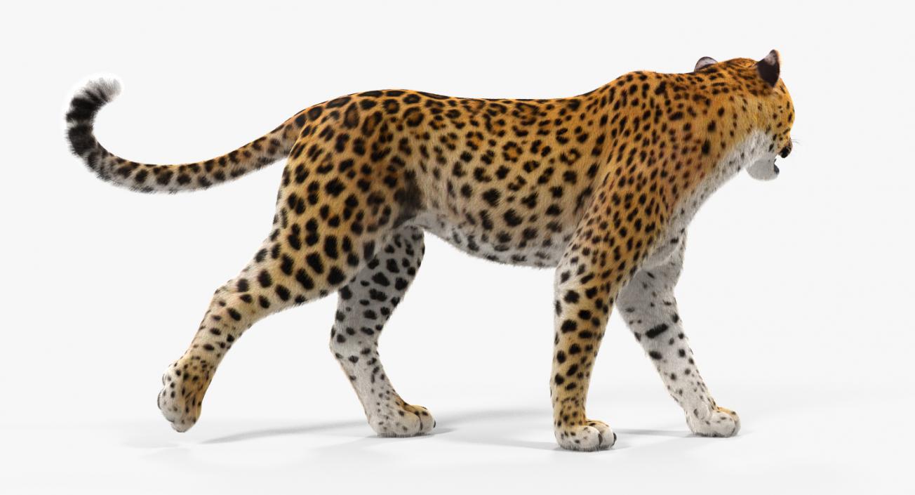 Leopard Walking Pose with Fur 3D model