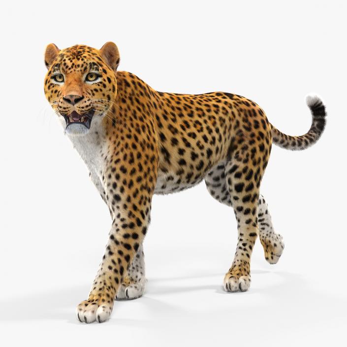 Leopard Walking Pose with Fur 3D model