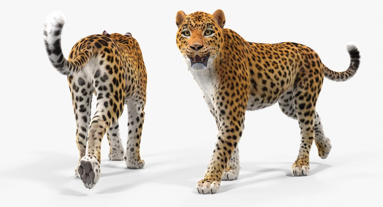 Leopard Walking Pose with Fur 3D model