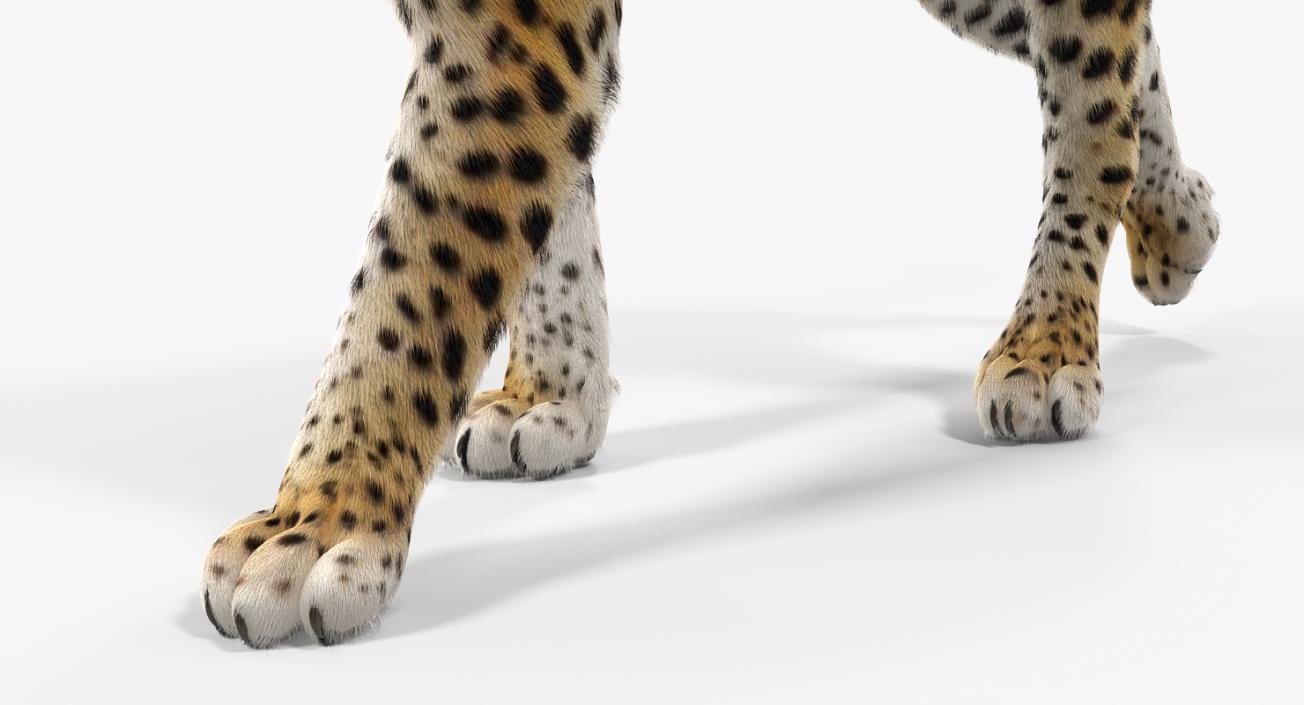 Leopard Walking Pose with Fur 3D model