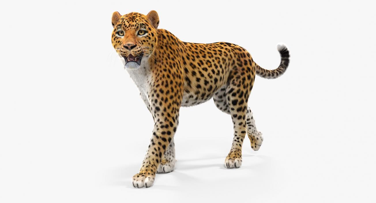 Leopard Walking Pose with Fur 3D model