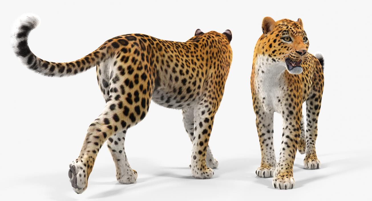 Leopard Walking Pose with Fur 3D model