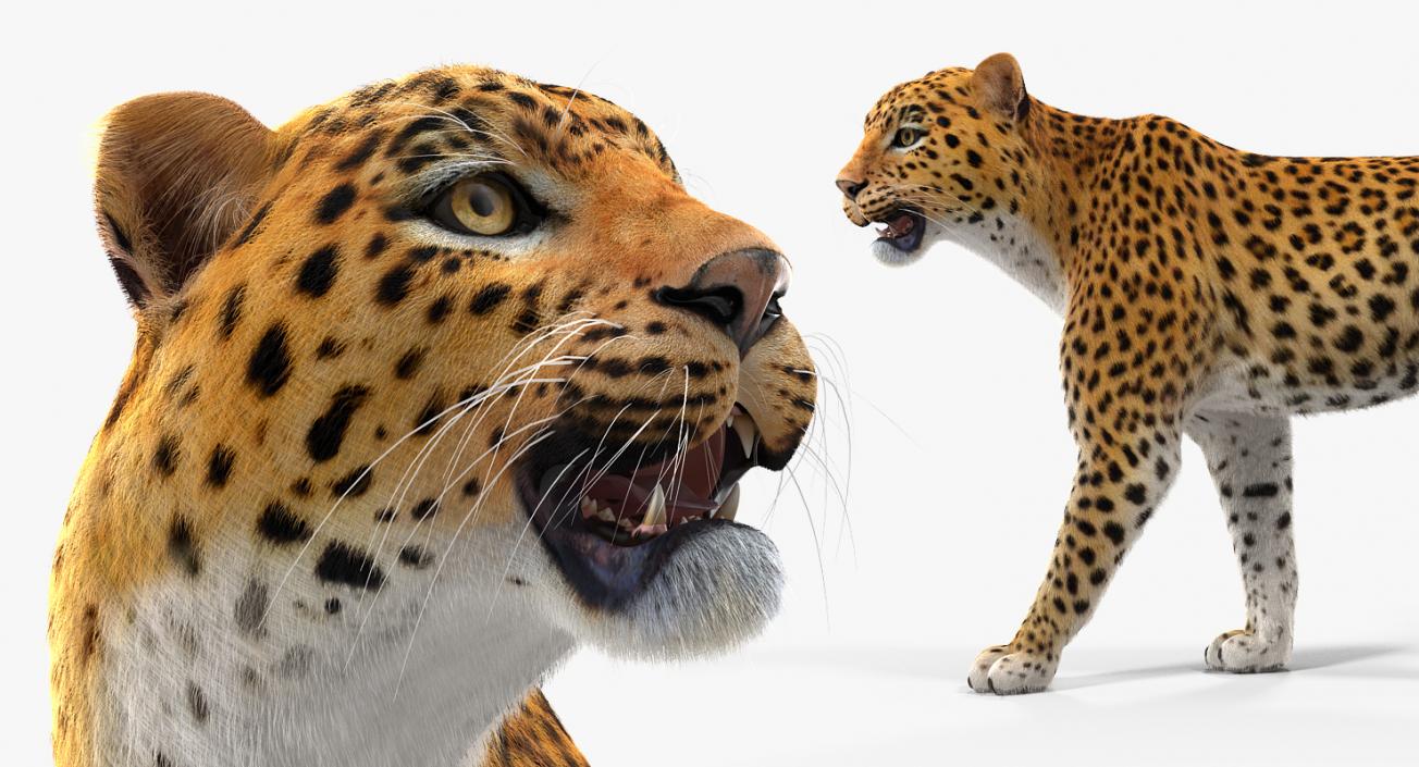 Leopard Walking Pose with Fur 3D model